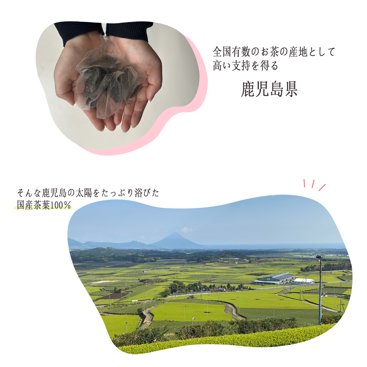 有機和紅茶 ティーバッグ