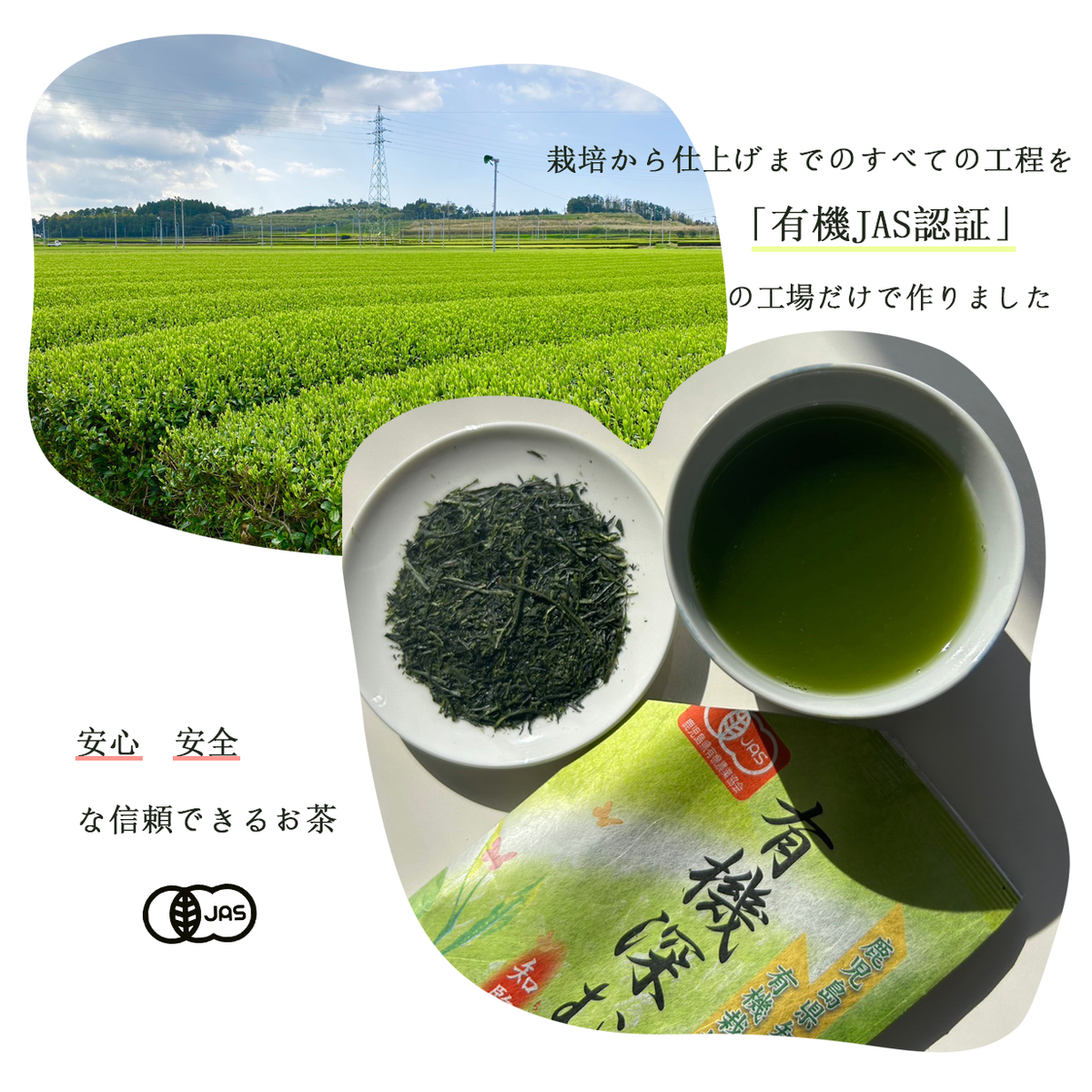 有機深蒸し茶