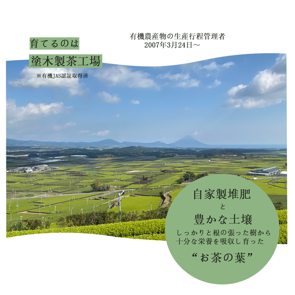 有機深蒸し茶